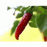 Photo Chilli 2 Food title=