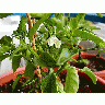 Photo Chilli Plants Food