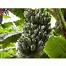 Photo Fruit Food title=
