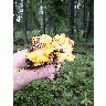 Photo Yellow Chantarelles Food