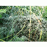 Photo Deep Covered Spider Web Insect title=