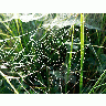 Photo Dew Covered Spider Web Insect title=