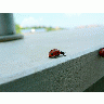 Photo Ladybug Closeup Insect title=