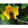 Photo Bee 6 Insect title=
