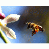 Photo Bee Pollen Insect title=