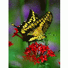 Photo Butterfly Flower 2 Insect