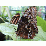 Photo Butterflyes Insect
