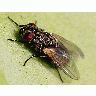 Photo Fly Insect