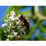 Photo Pollinating Bee Insect