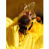 Photo Wasps Insect