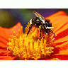 Photo Bee 8 Insect title=