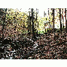 Photo Forest 31 Landscape