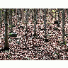 Photo Forest 34 Landscape