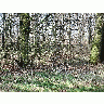 Photo Forest 50 Landscape