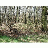 Photo Forest 51 Landscape