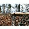 Photo Forest 61 Landscape