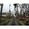 Photo Forest 72 Landscape title=