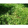 Photo Grass Landscape