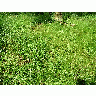 Photo Grass 3 Landscape