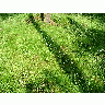 Photo Grass 6 Landscape title=