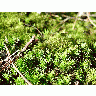 Photo Moss Landscape
