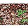 Photo Mushrooms Landscape