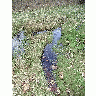 Photo Pool Landscape