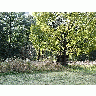 Photo Tree 3 Landscape