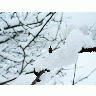Photo Snow Branch Landscape title=