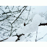 Photo Snow Branch Landscape