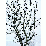 Photo Snow White Tree 2 Landscape