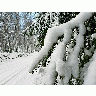 Photo Snowy Branch Landscape