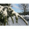 Photo Snowy Spruce Branch Landscape