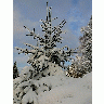 Photo Snowy Spruce Tree Landscape