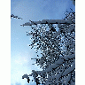 Photo Snowy Tree Landscape