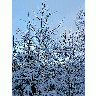 Photo Snowy Trees Landscape