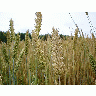 Photo Wheat Landscape title=