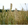 Photo Wheat Landscape