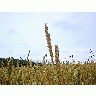 Photo Wheat 2 Landscape title=
