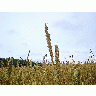 Photo Wheat 2 Landscape