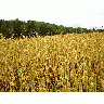 Photo Wheat 3 Landscape