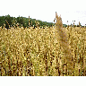 Photo Wheat 4 Landscape