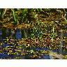 Photo Swamp Landscape