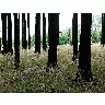 Photo Forest 24 Landscape