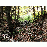 Photo Forest 33 Landscape