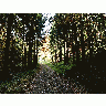 Photo Forest 36 Landscape title=