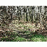 Photo Forest 52 Landscape