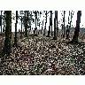 Photo Forest 69 Landscape