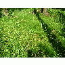Photo Grass 5 Landscape