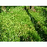 Photo Grass 5 Landscape title=